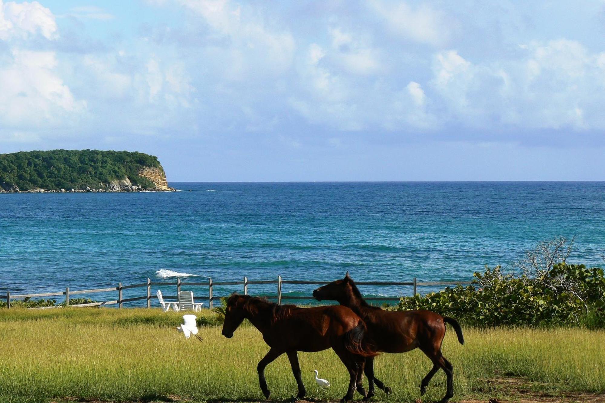 Blue Horizon Boutique Resort (Adults Only) Vieques Zewnętrze zdjęcie