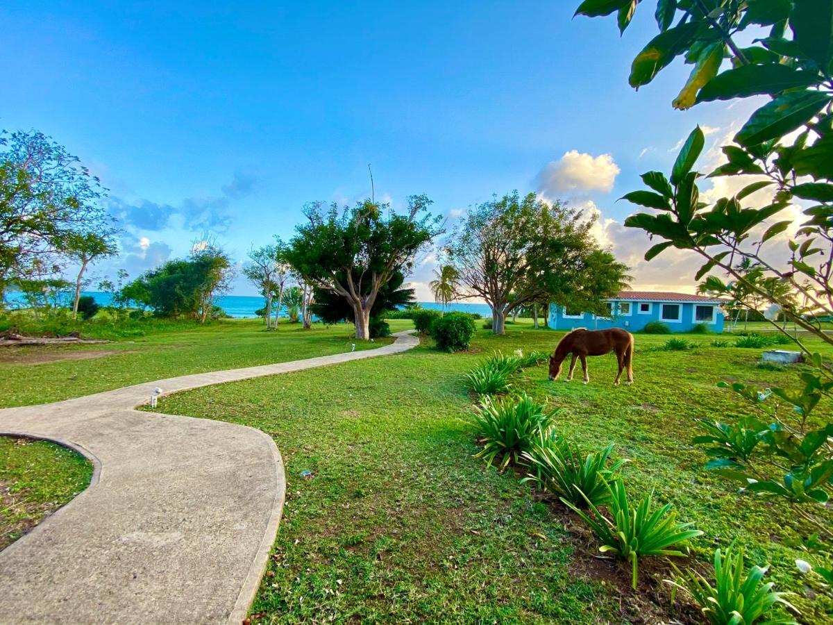 Blue Horizon Boutique Resort (Adults Only) Vieques Zewnętrze zdjęcie